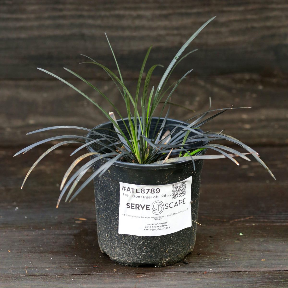 Ophiopogon planiscapus 'Nigrescens'  - Black Mondo Grass