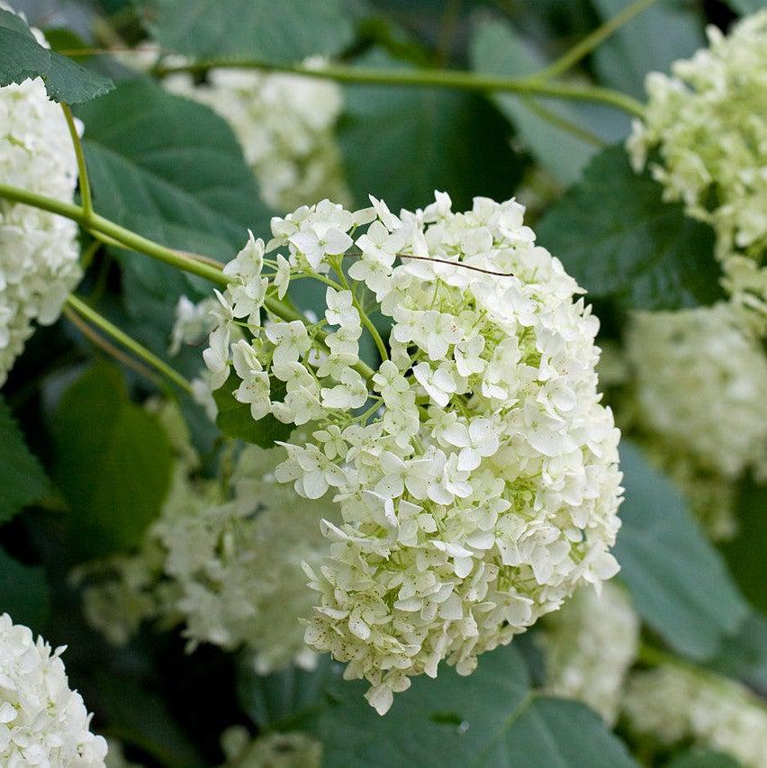 Hydrangea arborescens 'Annabelle'  - Mophead Hydrangea, Annabelle Hydrangea