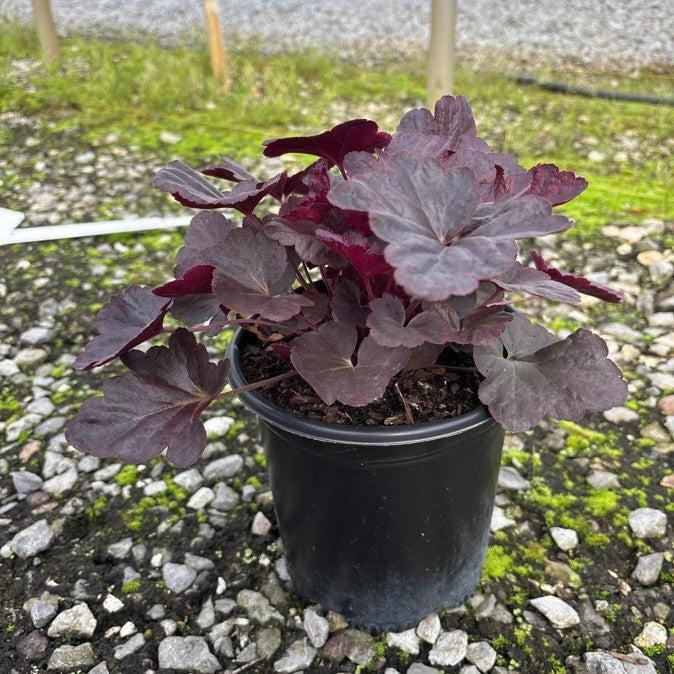 Heuchera 'Obsidian'  - Obsidian Coral Bells
