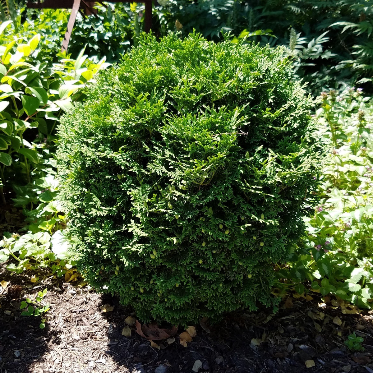 Thuja occidentalis 'Hetz Midget'  - Hetz Midget Arborvitae, Mini Arborvitae