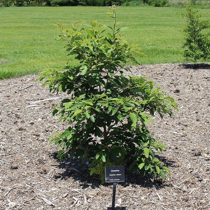 Sassafras albidum  - Sassafras