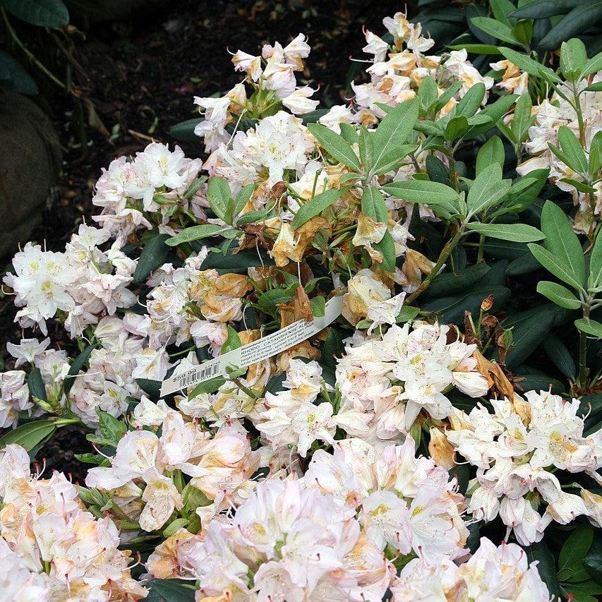 Rhododendron catawbiense 'Album'  - White Catawba Rhododendron