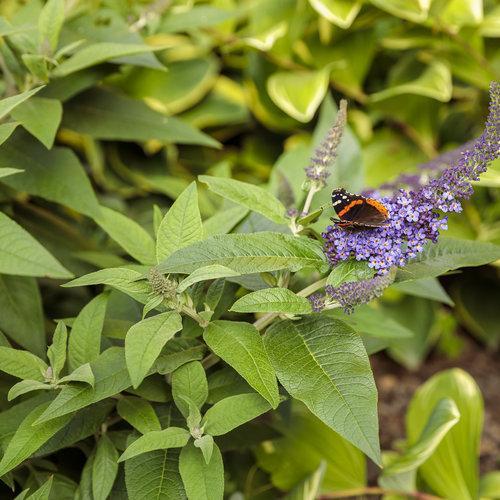 Buddleia davidii 'SMNBDBT' PP#28,794  - Pugster Blue® Dwarf Butterfly Bush