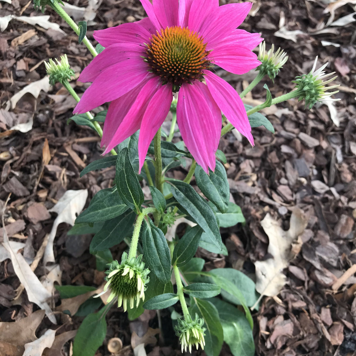 Echinacea purpurea 'PAS702917'  - PowWow® Wild Berry Echinacea, Coneflower