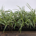 Liriope muscari 'Variegata'  - Variegated Lily Turf