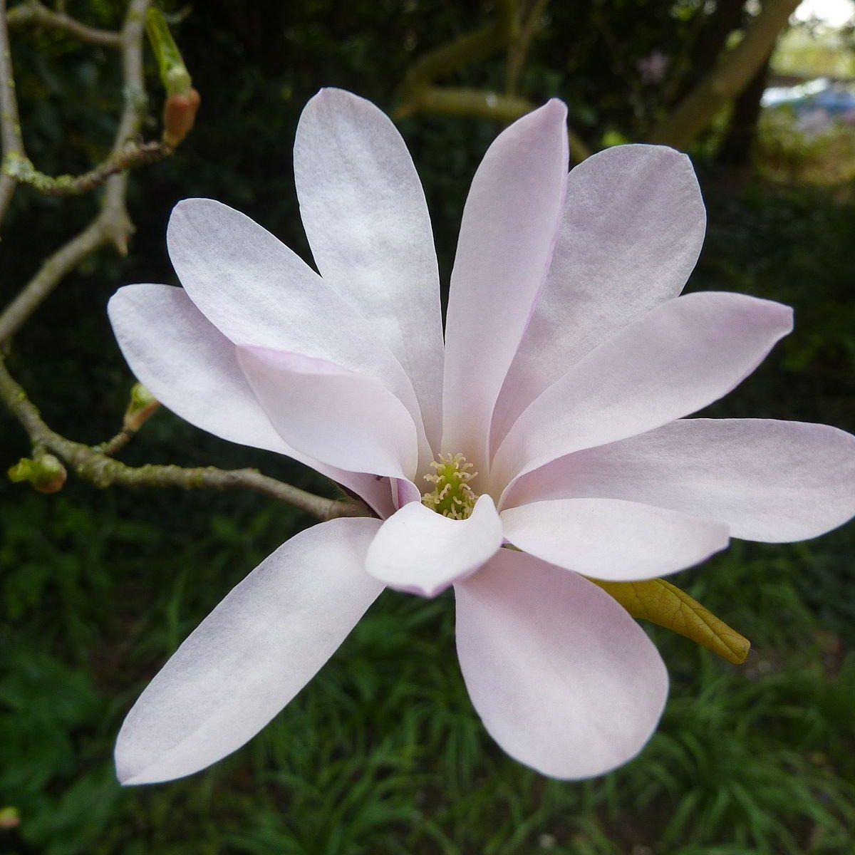 Magnolia loebneri 'Leonard Messel'  - Leonard Messel Magnolia