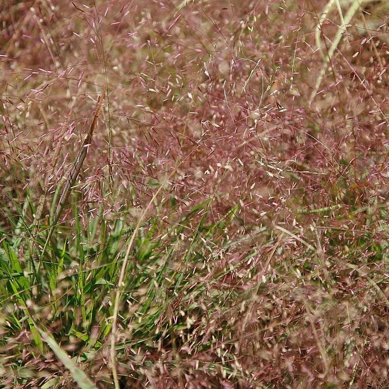 Eragrostis spectabilis  - Purple Lovegrass