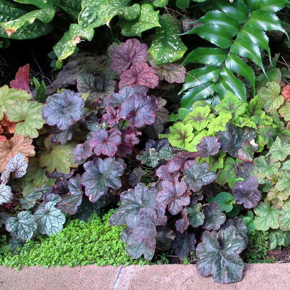 Heuchera x 'Midnight Rose'  - Midnight Rose Coral Bells