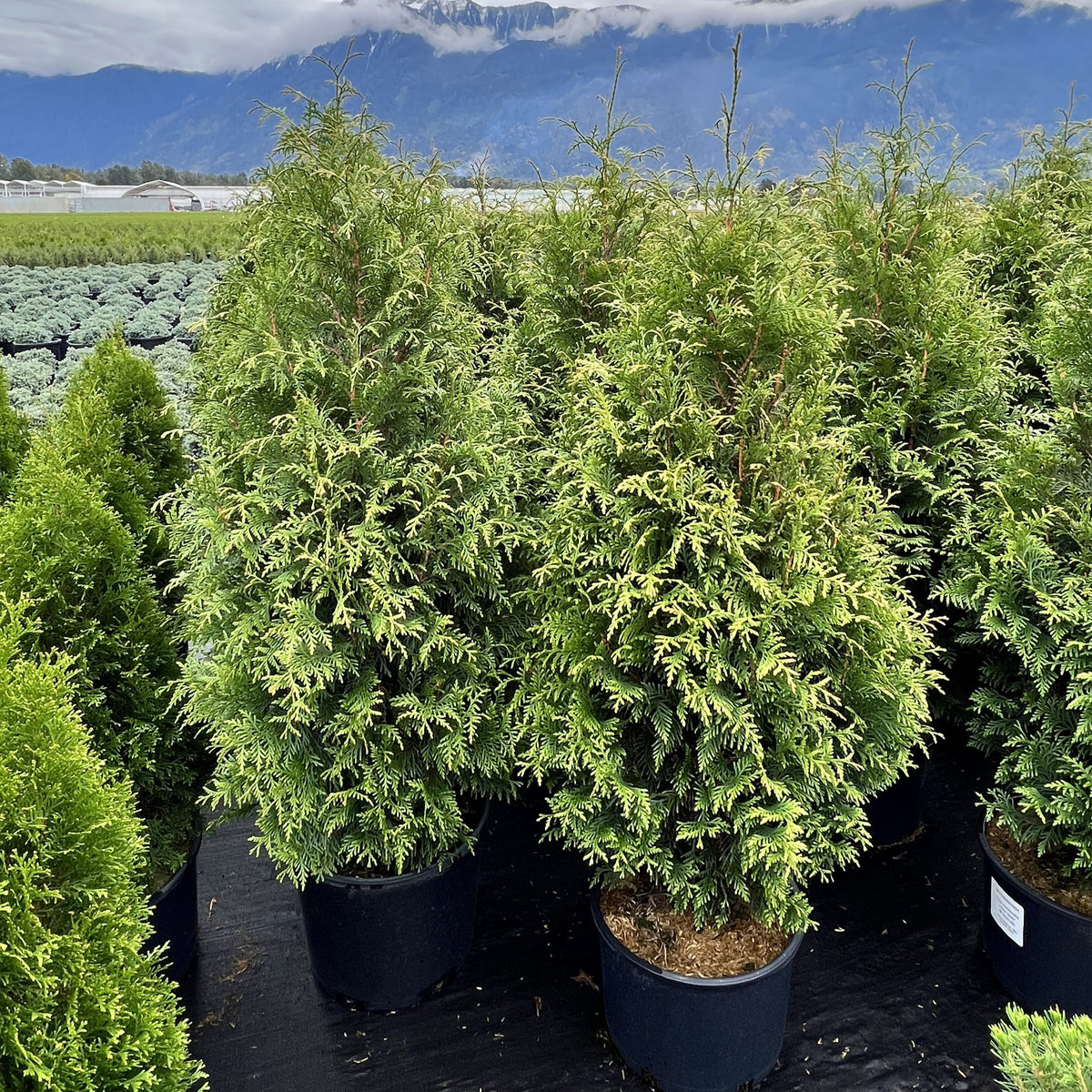Thuja occidentalis 'Junior Giant'  - Junior Giant Arborvitae