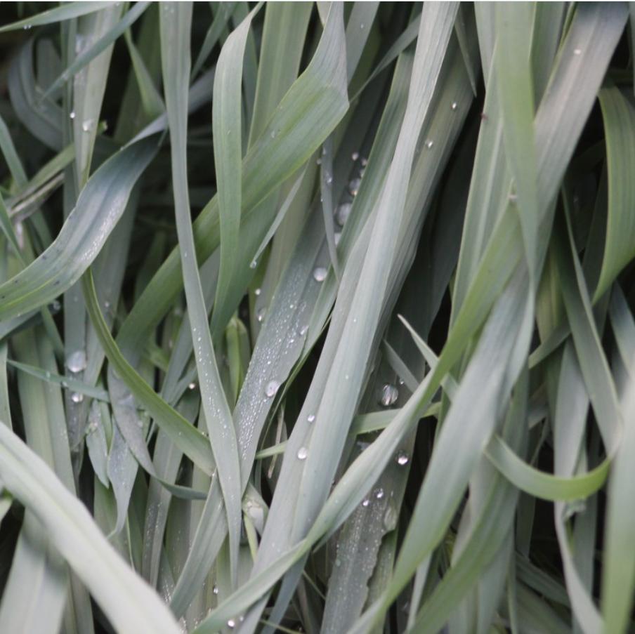 Carex laxiculmis 'Hobb'   - Blue Bunny Sedge