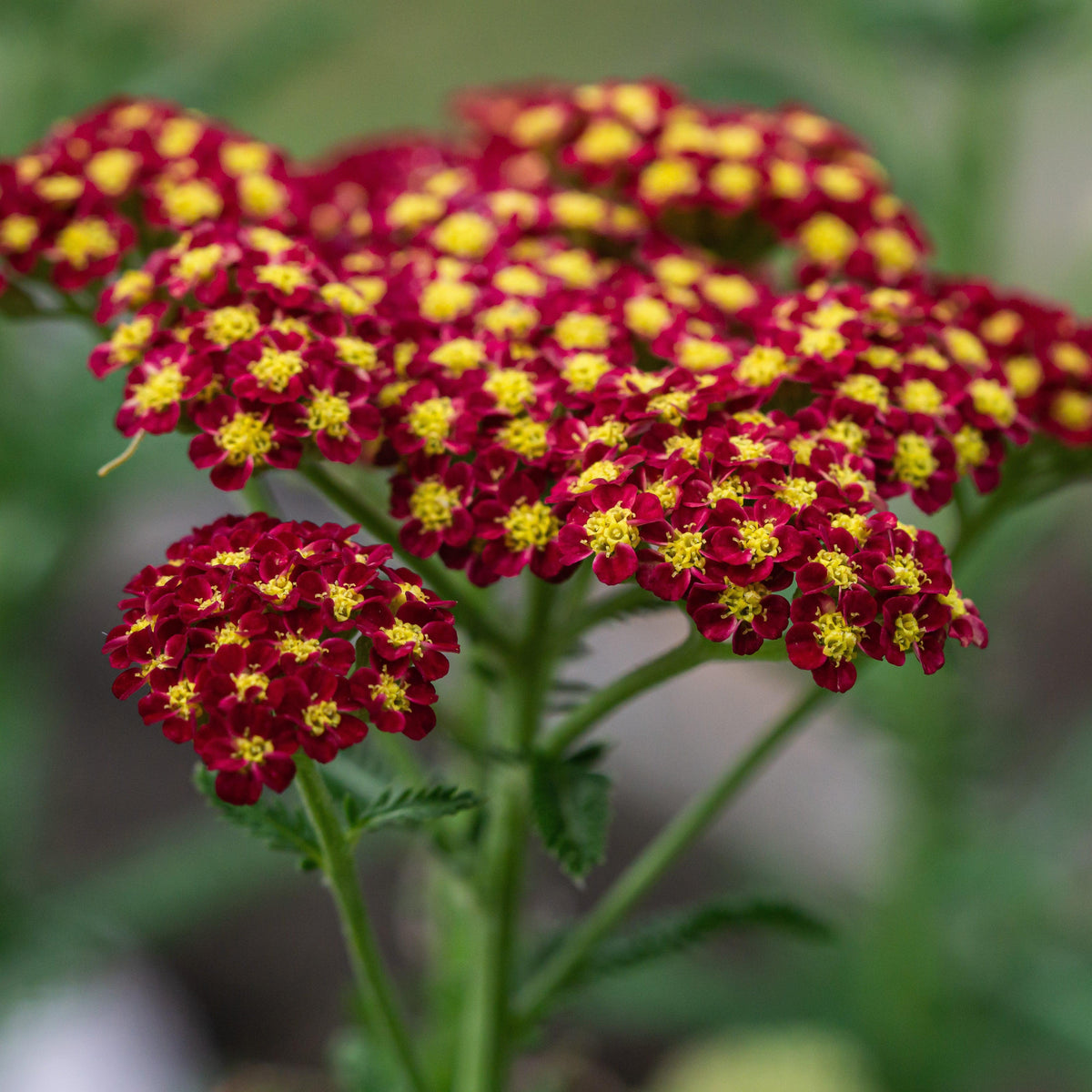Achillea millefolium 'Strawberry Seduction'  - Strawberry Seduction Yarrow