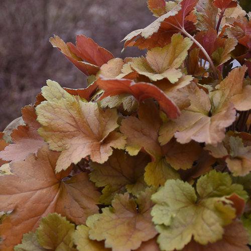 Heuchera 'Toffee Tart' PP33,694  - Dolce® Toffee Tart Heuchera
