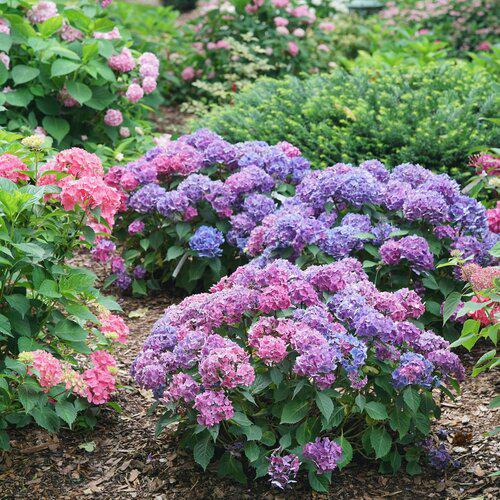 Hydrangea macrophylla 'SMNHMTB' PP35,317  - Let's Dance® Loveable® Hydrangea
