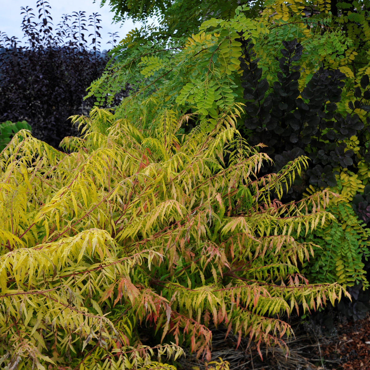 Rhus typhina 'Bailtiger'  - First Editions® Tiger Eyes Staghorn Sumac
