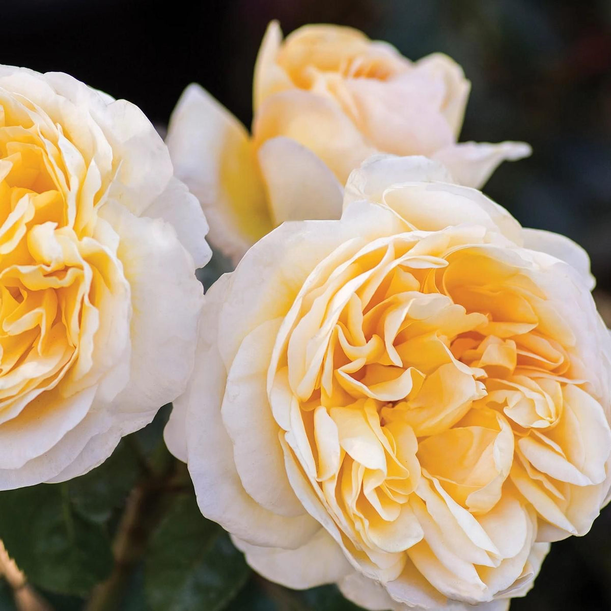 Rosa 'Meikaquinz'  - Moonlight Romantica® Rose