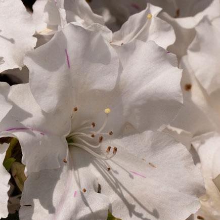 Rhododendron ‘Roblex’  - Encore® Autumn Lily™ Azalea