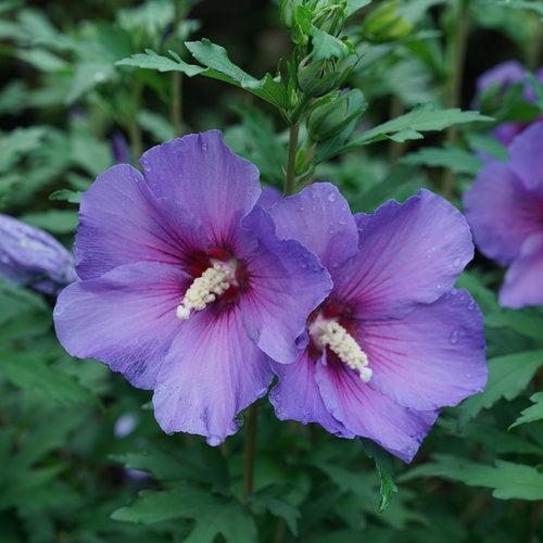 Hibiscus x 'Minsybv3s01'  - Paraplu Violet® Rose of Sharon