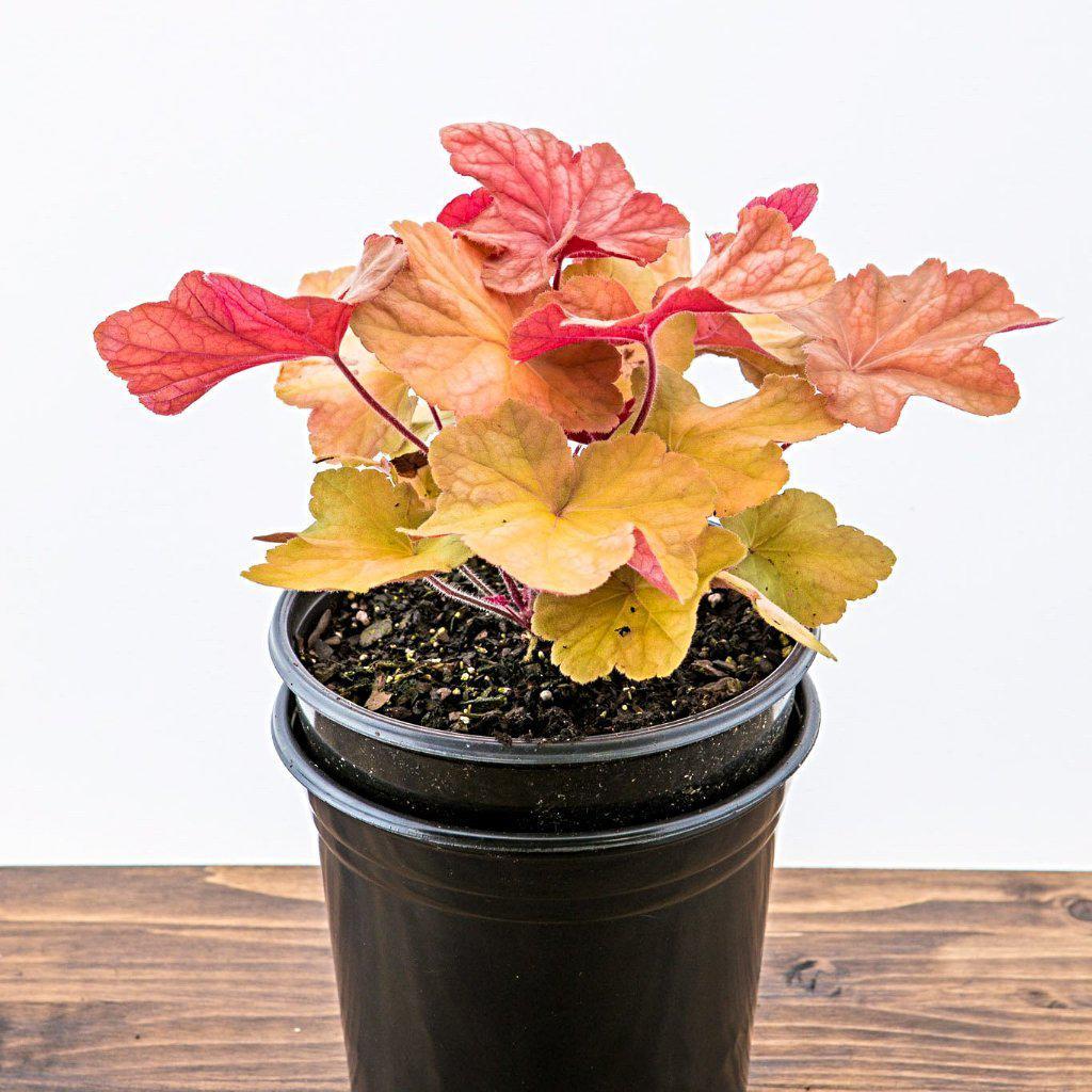 Heuchera 'Caramel' PP16,560  - Caramel Coral Bells, Heuchera