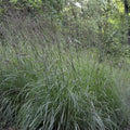 Andropogon gerardii  - Big Bluestem