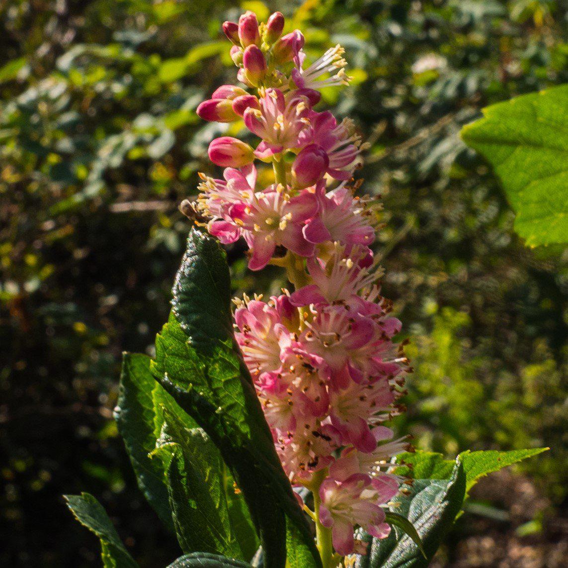 Clethra alnifolia 'Ruby Spice'  - Ruby Spice Summersweet