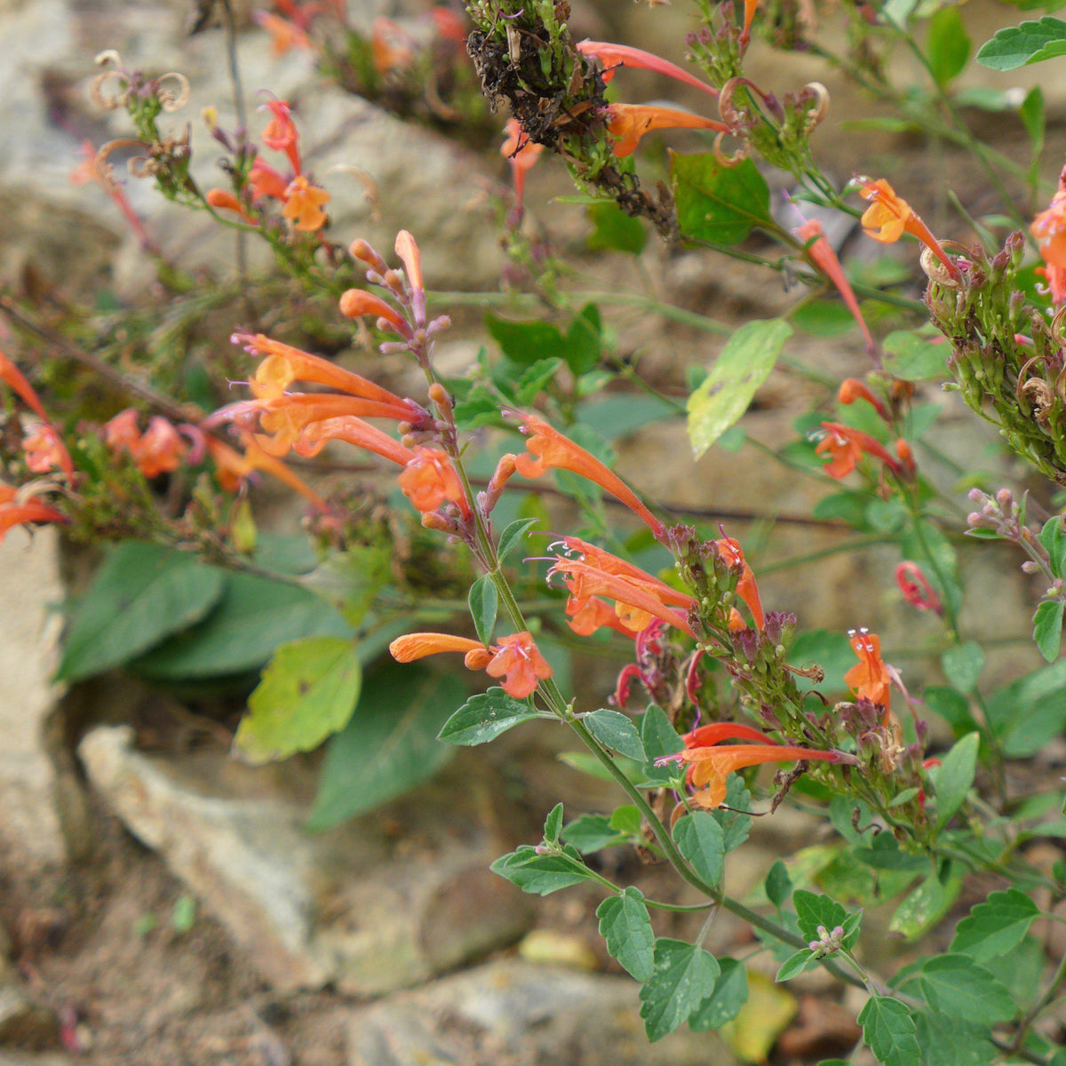Agastache ‘Kudos Mandarin’  - Kudos™ Mandarin Hummingbird Mint, Hyssop