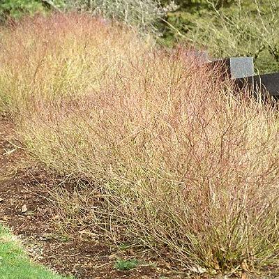 Cornus sericea 'Kelseyi'  - Kelseyi Red Twig Dogwood