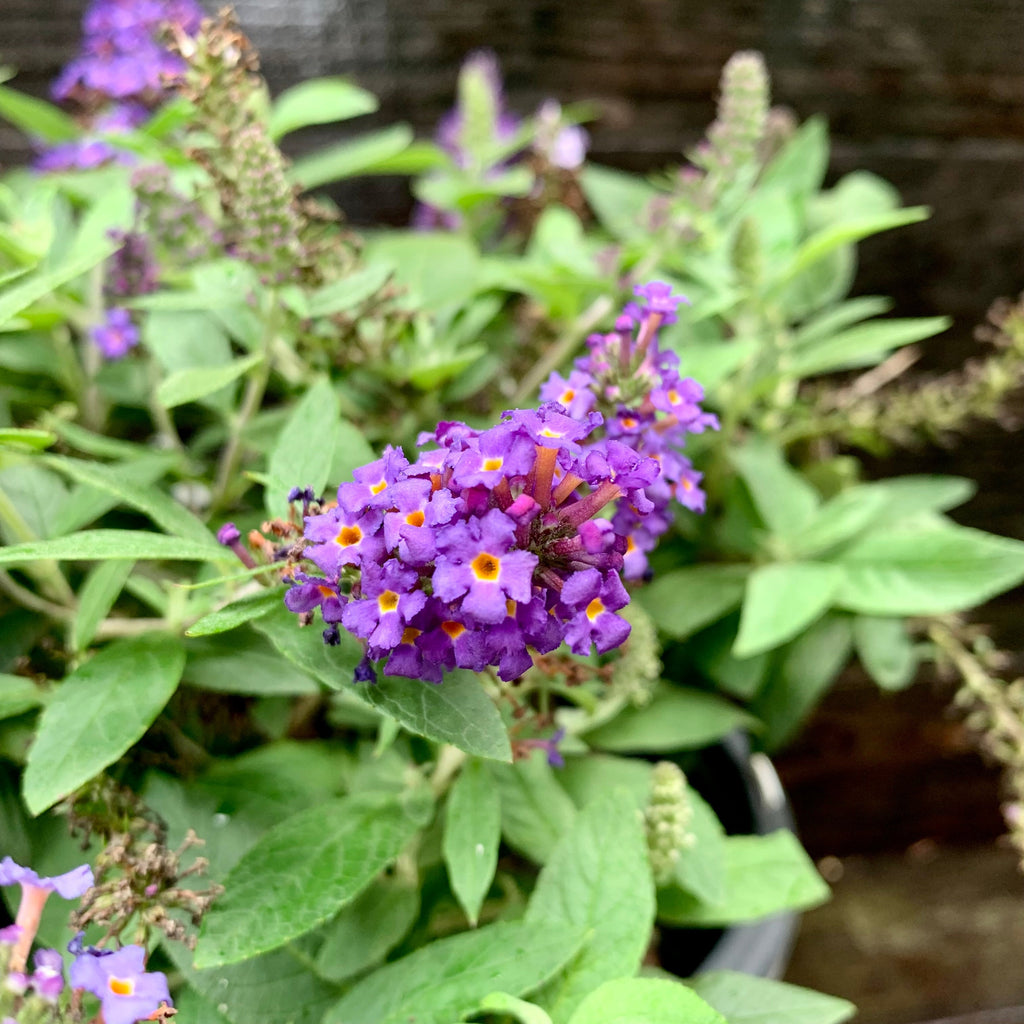 Buddleia davidii 'SMNBDBT' PP#28,794  - Pugster Blue® Dwarf Butterfly Bush