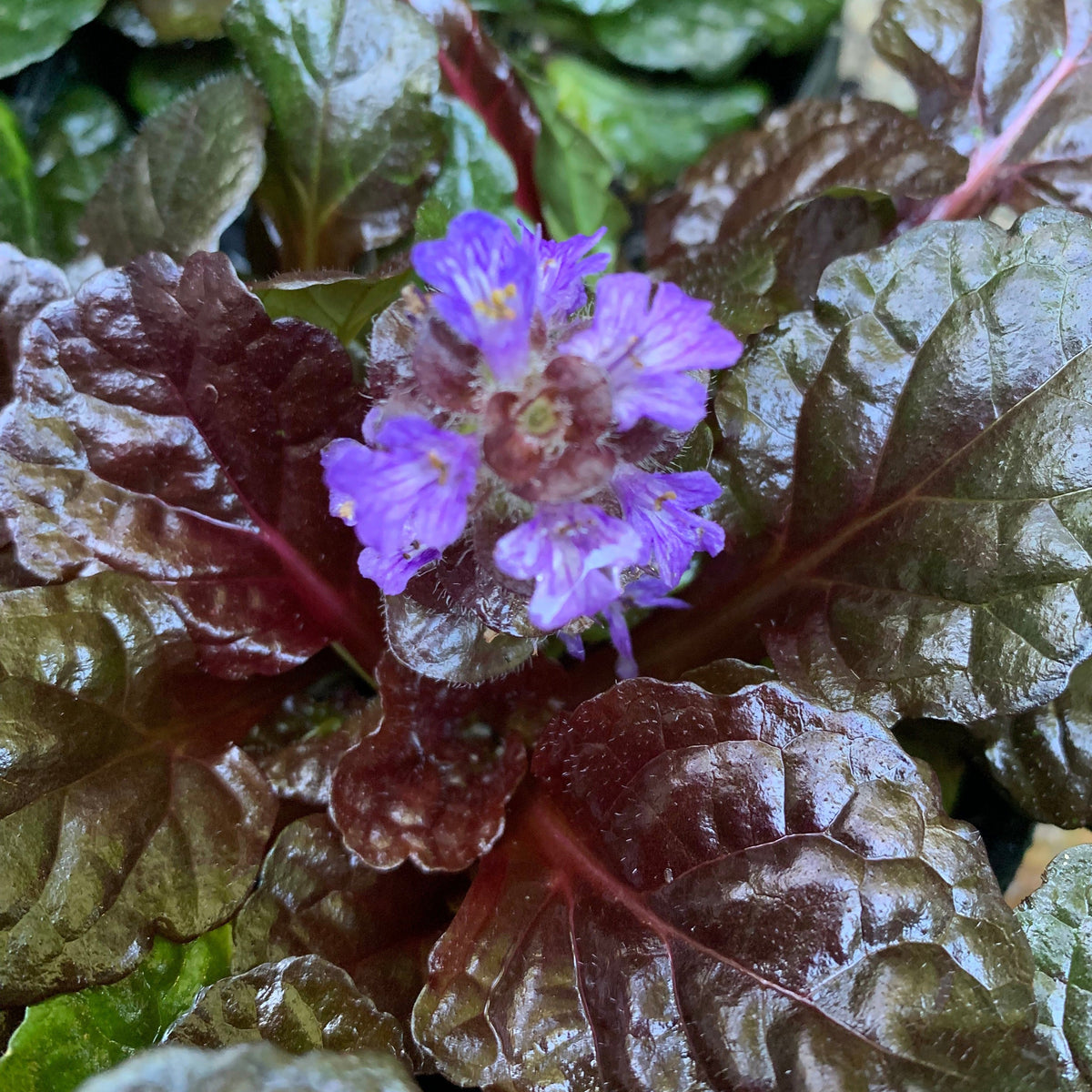 Ajuga reptans 'Binblasca'  - Black Scallop Bugleweed