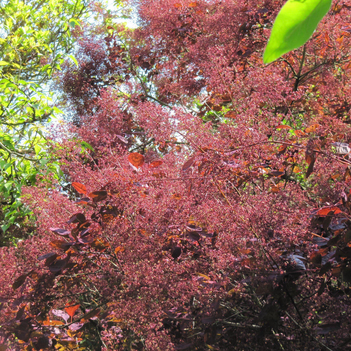 Cotinus coggygria 'Royal Purple'  - Royal Purple Smoke Tree