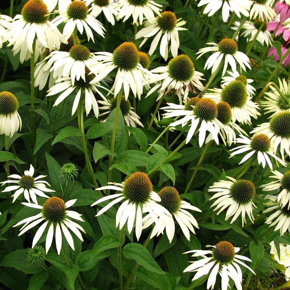 Echinacea purpurea 'White Swan'  - White Swan Echinacea, Coneflower