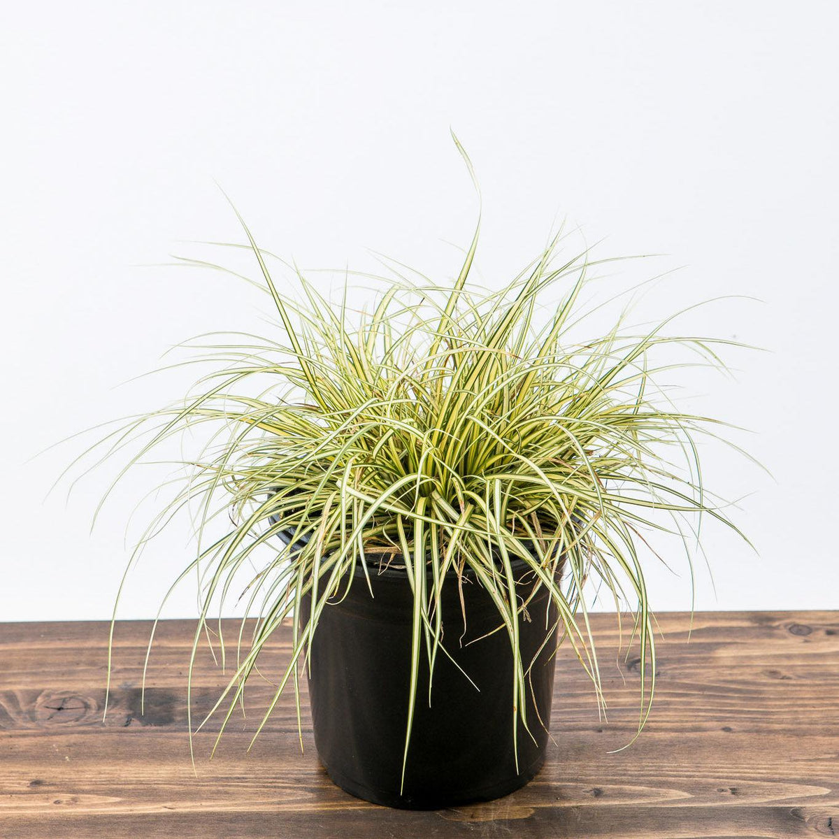 Carex oshimensis 'Evergold'  - Evergold Variegated Sedge
