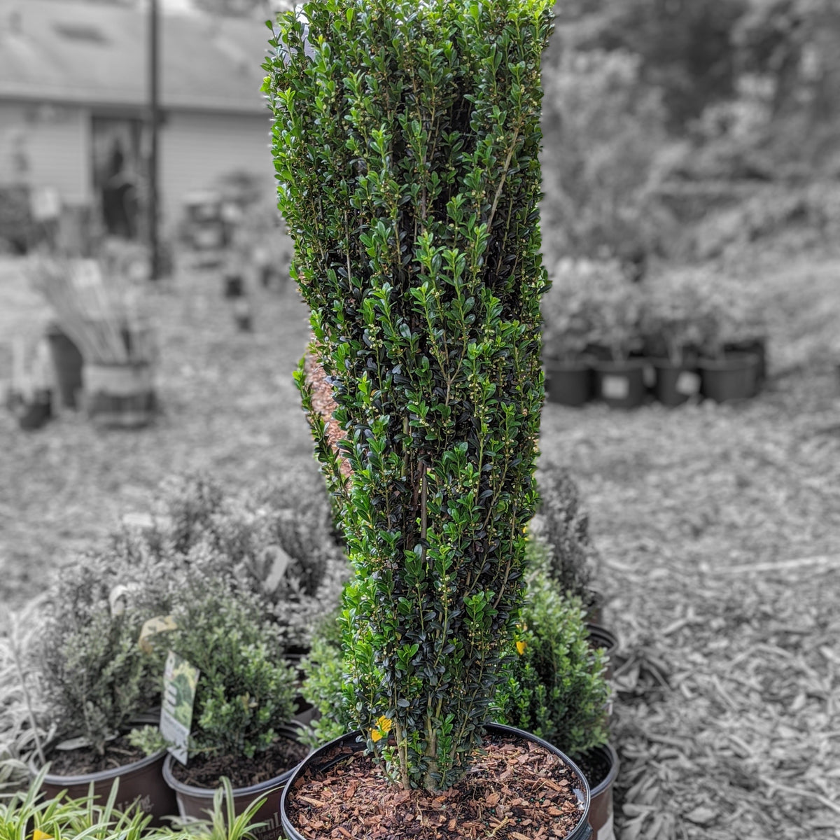 Ilex crenata 'Sky Pencil'  - Sky Pencil Japanese Holly