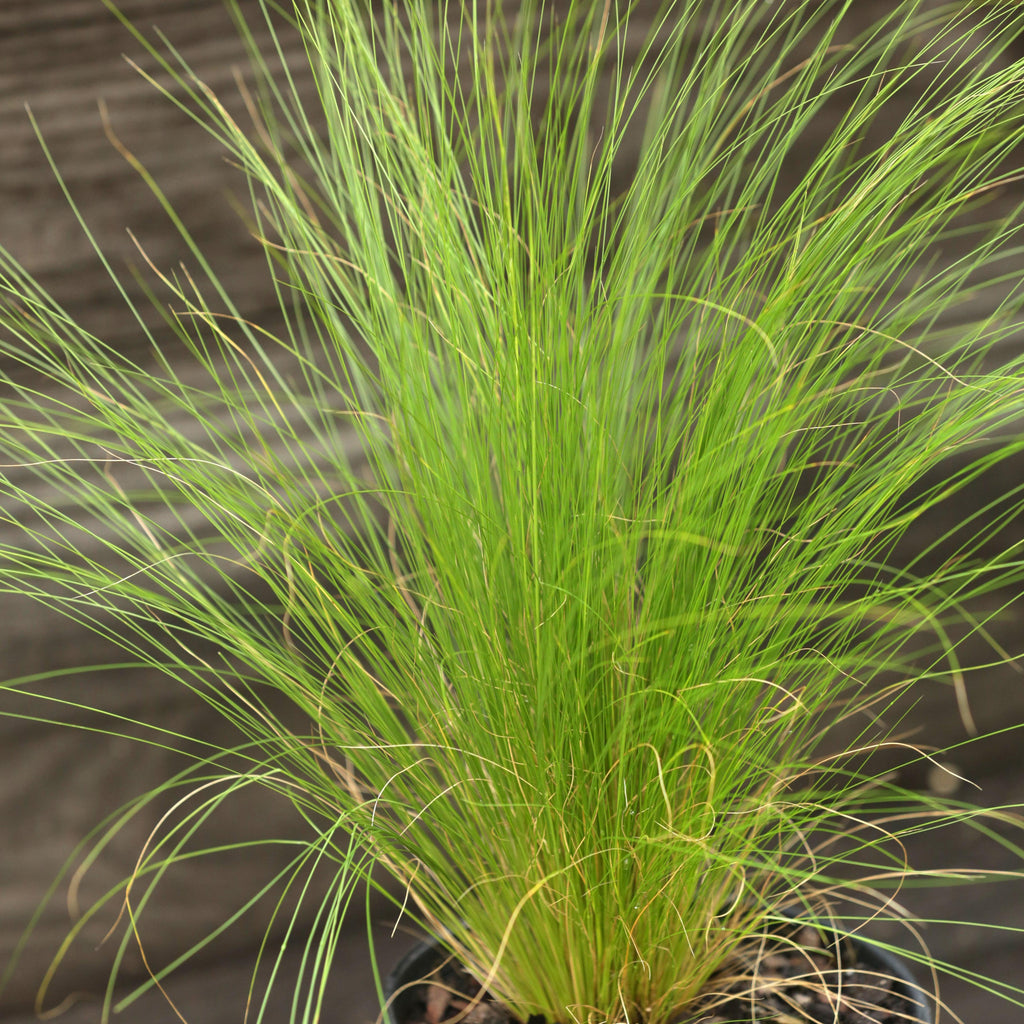 Nassella tenuissima  - Mexican Feather Grass
