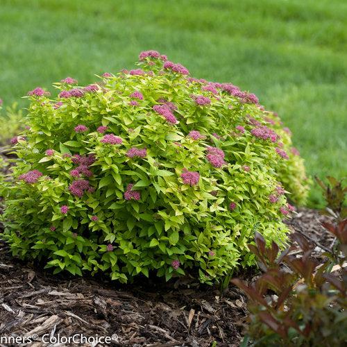 Spiraea japonica 'Yan'  - Double Play® Gold Spirea