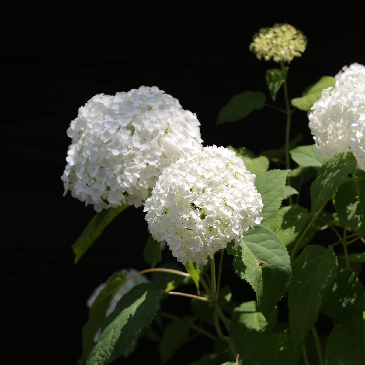 Hydrangea arborescens 'Annabelle'  - Mophead Hydrangea, Annabelle Hydrangea