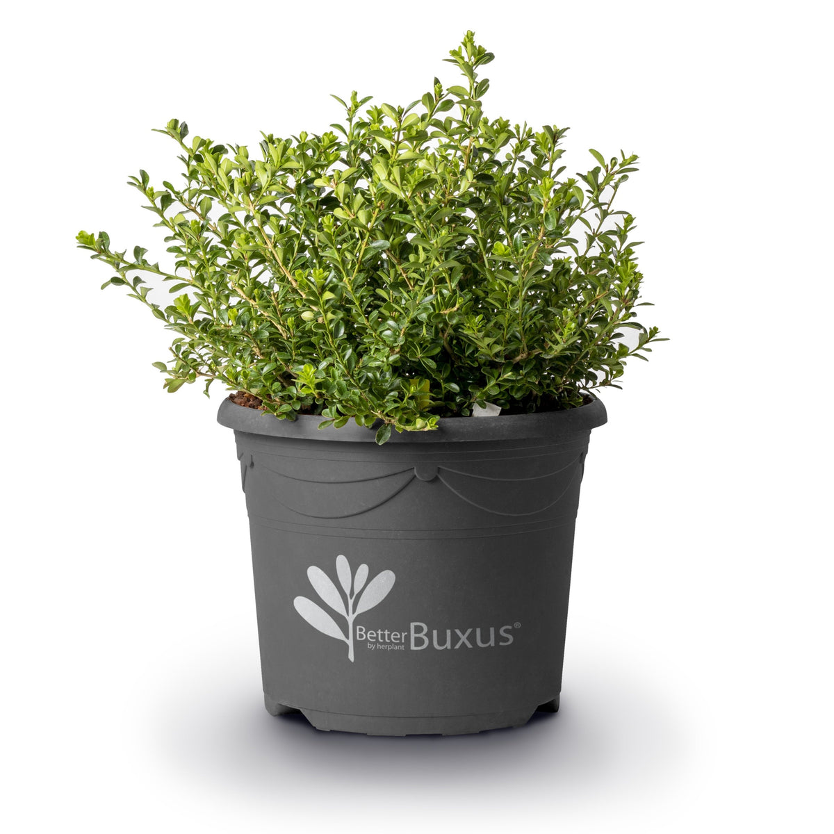 Buxus 'HER2009B01'’ PP32,274  - BetterBoxwood® Renaissance™ Boxwood