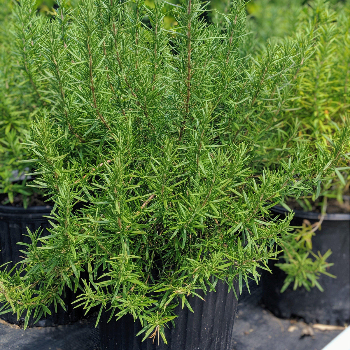 Rosmarinus officinalis 'Tuscan Blue'  - Tuscan Blue Rosemary