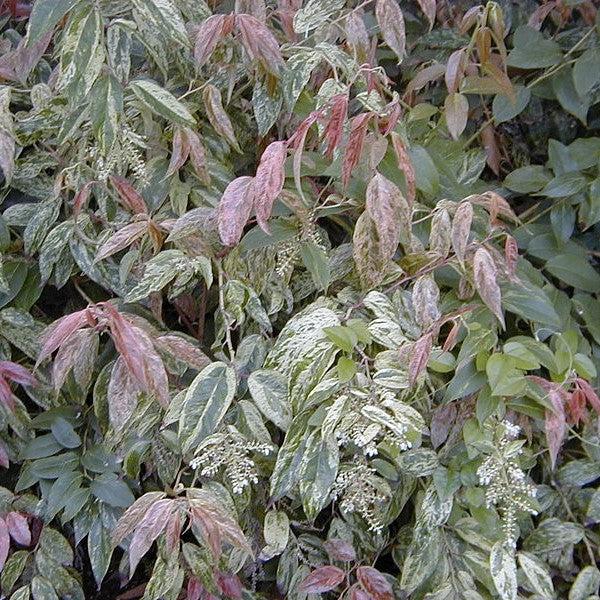 Leucothoe fontanesiana 'Rainbow'  - Rainbow Drooping Leucothoe