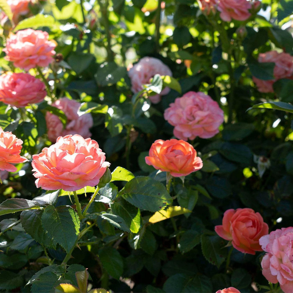Rosa 'Radslam' PP 35,826  - Orange Glow™ Knock Out® Rose
