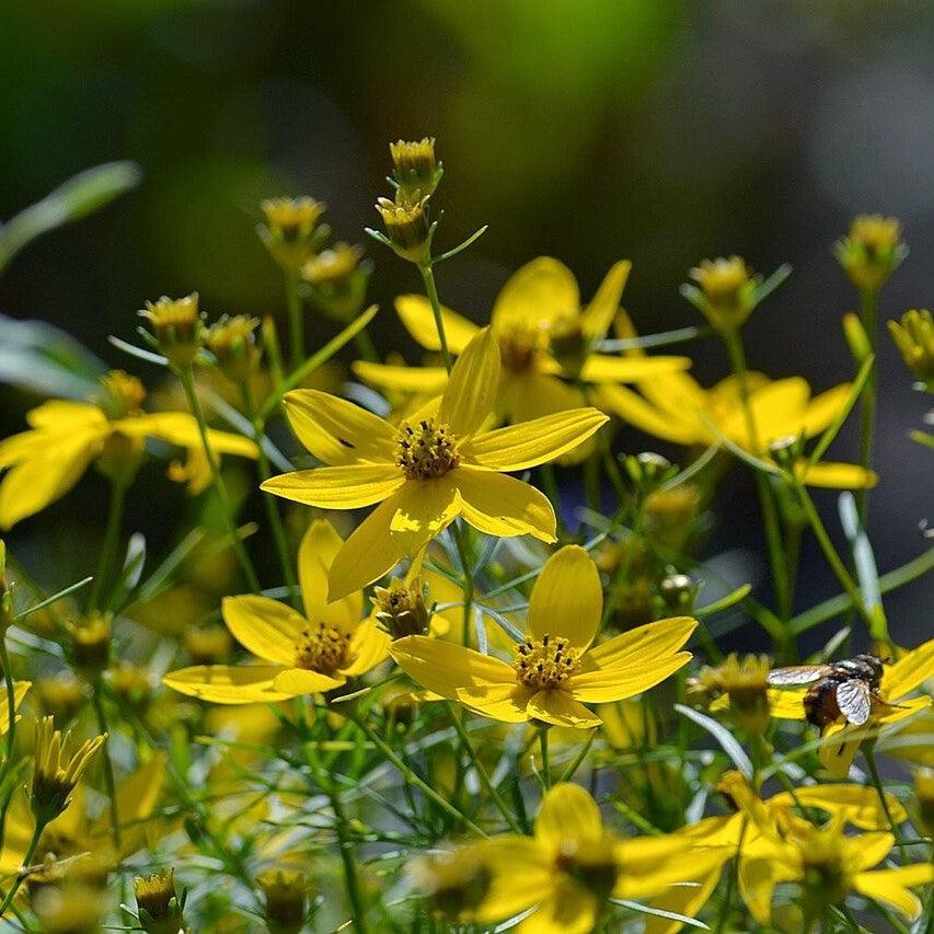 Coreopsis verticillata  - Threadleaf Coreopsis