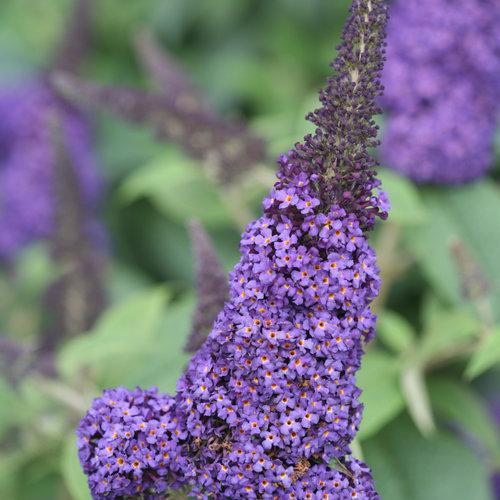 Buddleia davidii 'SMNBDBT' PP#28,794  - Pugster Blue® Dwarf Butterfly Bush