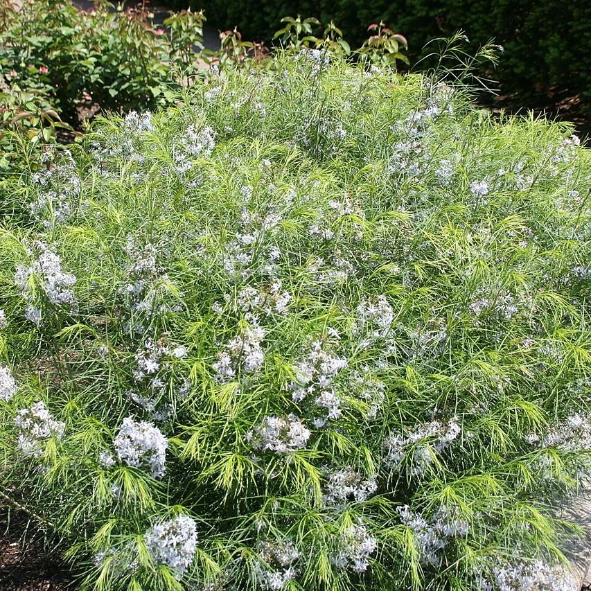 Amsonia hubrichtii  - Threadleaf Blue Star, Arkansas Blue Star