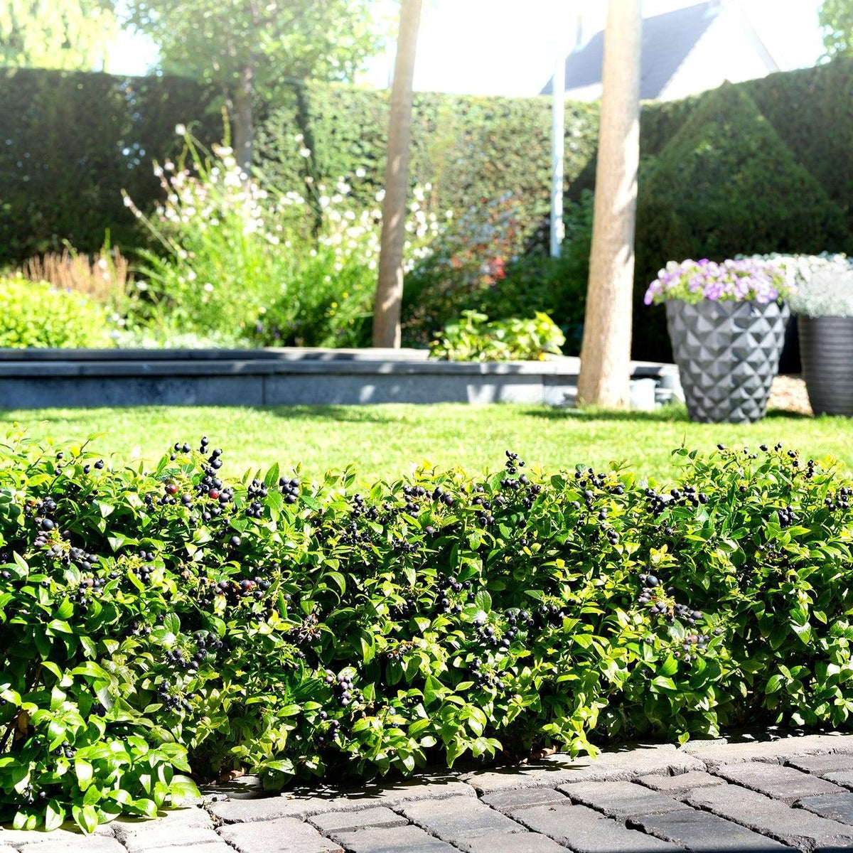 Vaccinium corymbosum hybrid 'ZF08-095' PP 25,467  - Bushel and Berry® BerryBux® Blueberry