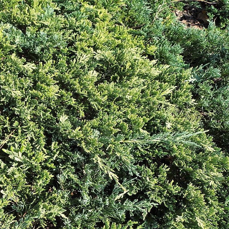 Juniperus horizontalis 'Golden Carpet'  - Golden Carpet Creeping Juniper
