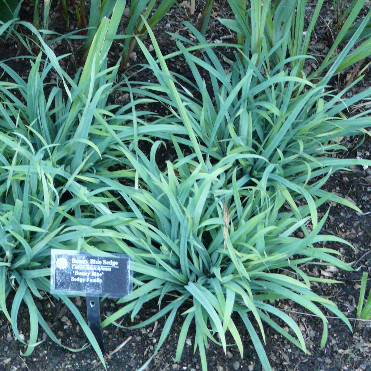 Carex laxiculmis 'Hobb'   - Blue Bunny Sedge