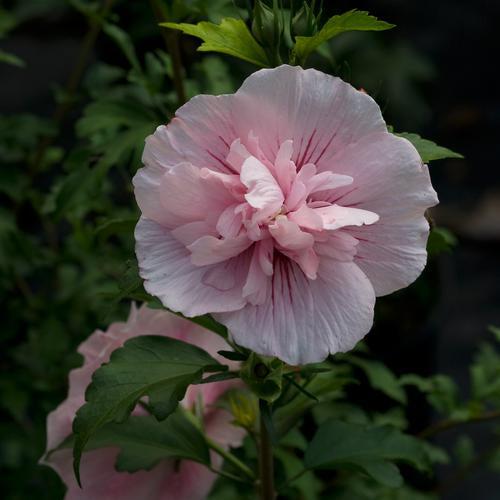 Hibiscus syriacus 'JWNWOOD4' USPP 24,336  - Pink Chiffon® Rose of Sharon
