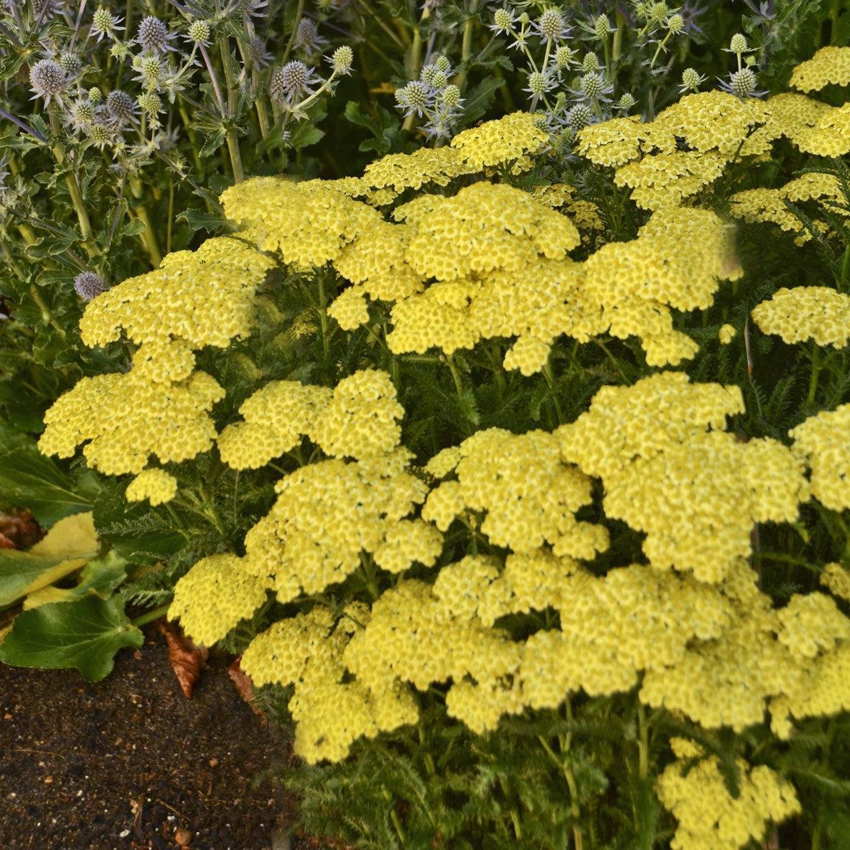 Achillea millefolium 'Sunny Seduction'  - Sunny Seduction Yarrow