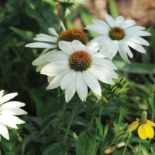 Echinacea purpurea 'PowWow White'  - PowWow® White Echinacea, Coneflower
