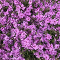 Phlox subulata 'Fort Hill'  - Fort Hill Creeping Phlox