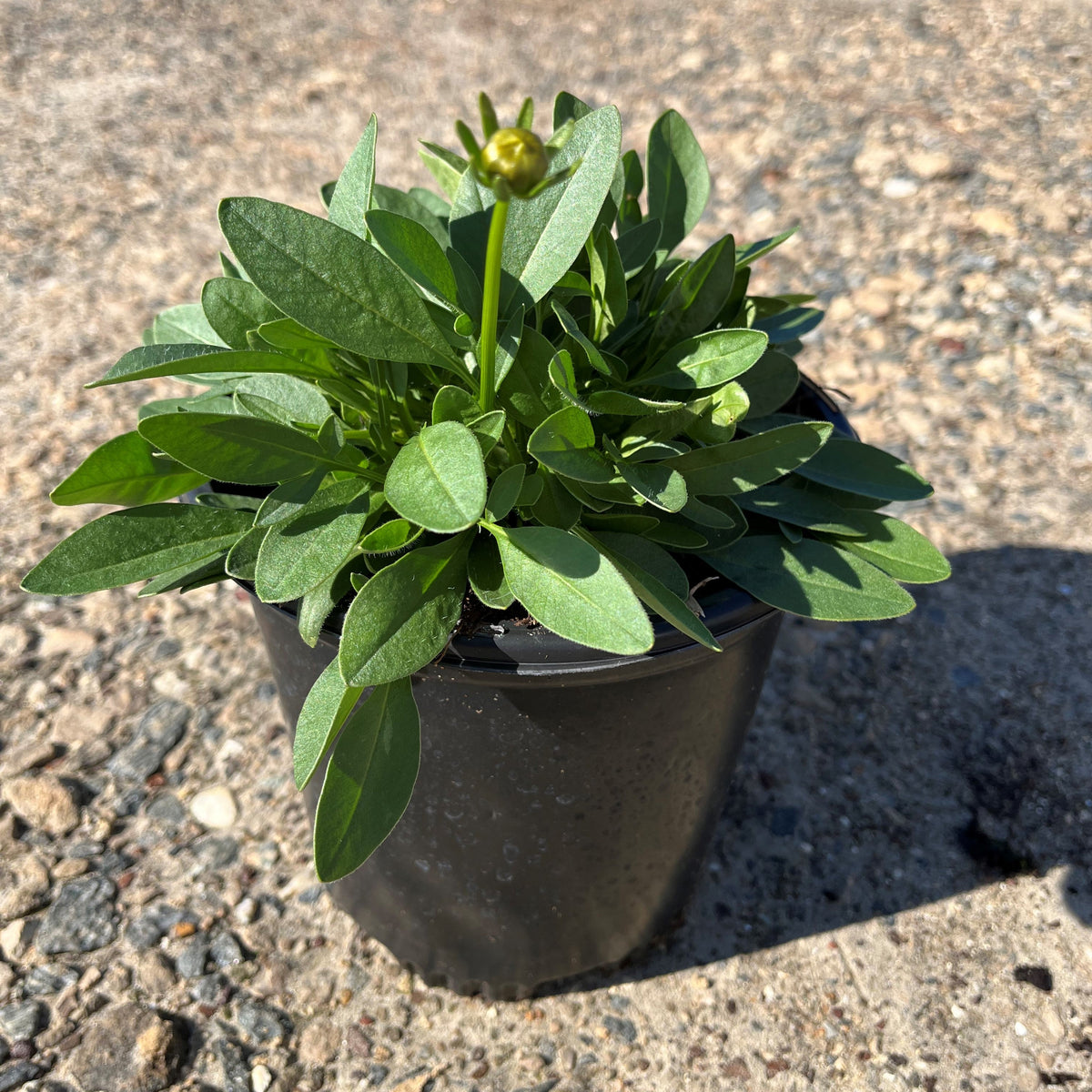 Coreopsis grandiflora 'DCOREO16'  - Solanna™ Golden Sphere Tickseed
